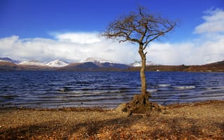 Картинка пейзаж, шотландия, дерево на берегу озера лох-ломонд