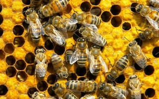 Картинка соты, пчёлы