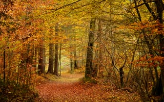 Картинка деревья, лес, пейзаж, осень, дорога