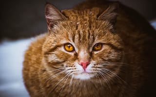 Картинка кот, рыжий, котик, пушистик, коричневый, глаза, карие, усы, кошка