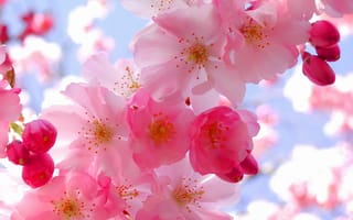 Картинка Весна, нежность, цвет, свежесть