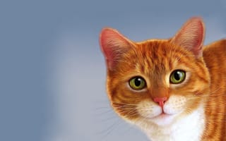 Картинка рыжий кот, рыжик
