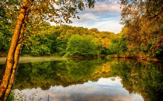 Картинка деревья, листва, осень, берега, река