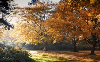 Картинка деревья, осень, парк, желтые, листья
