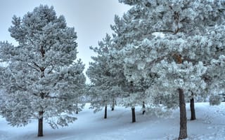 Обои деревья, снег, пейзаж, Зима