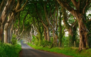 Картинка природа, дорога, деревья, северная ирландия, пейзаж
