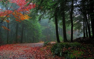 Картинка природа, осень, дорога, деревья, лес