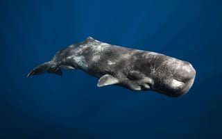Картинка млекопитающее, physeter macrocephalus, крупнейший из зубатых китов, кашалот