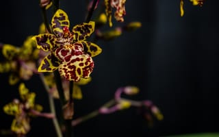 Картинка макро, яркий, лепестки, орхидея, пестрый, темный, цветок