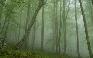 Обои природа, туман, деревья, лес