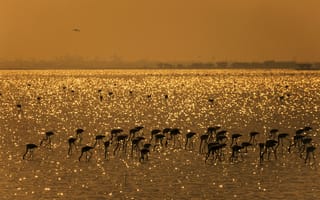 Картинка озеро, птицы, индия, фламинго, пуликат