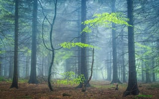 Обои природа, туман, деревья, лес