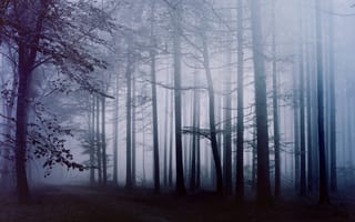 Картинка лес, дорожка, туман, утро