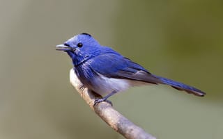 Картинка птица, hypothymis azurea, монарх, blue, monarch, синий монарх