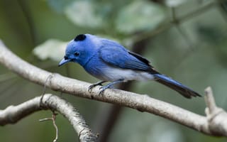 Картинка птица, hypothymis azurea, синий монарх, монарх, monarch blue