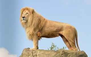 Картинка взгляд, хищник, лев, грива, кошка