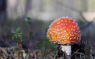 Картинка лес, грибы, лето