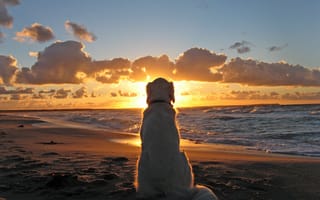 Картинка закат, море, пляж, dog