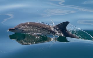 Картинка море, млекопитающее, дельфин, брызги, вода