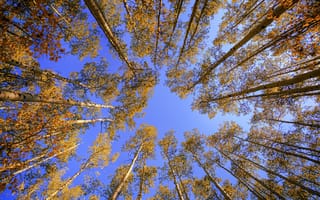 Картинка природа, деревья, осень, кроны, верхушки