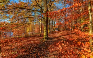 Картинка природа, деревья, лес, осень