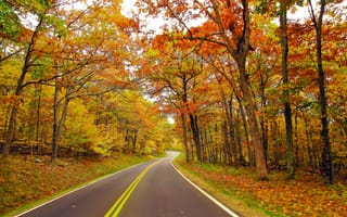 Картинка деревья, дорога, пейзаж, лес, осень