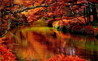 Картинка природа, деревья, осень, лес, река, красиво