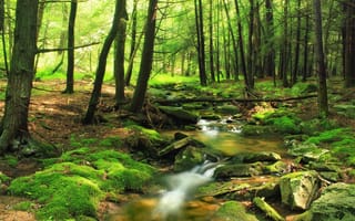 Обои природа, лес, камни, река