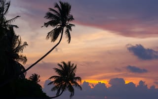 Картинка закат, пальмы, мальдивы, облака, maldives, тропики