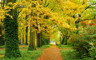 Картинка деревья, дорога, парк, осень, пейзаж