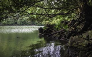 Картинка природа, река, portugal, деревья, камни