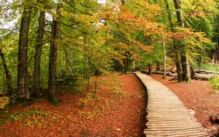 Картинка природа, лес, деревья, деревянный настил, осень