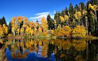 Картинка деревья, пейзаж, озеро, осень