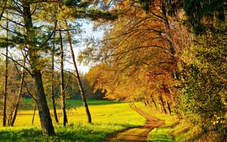 Обои природа, осень, деревья, дорога, лес