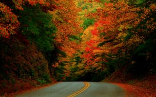 Картинка природа, разметка, осень, деревья, красиво, дорога