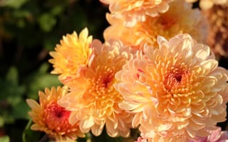 Картинка цветы, макро, оранжевый, теплые тона, хризантемы, размытость
