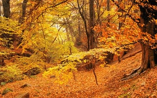 Обои природа, лес, осень, деревья