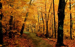 Обои природа, дорога, лес, осень, деревья