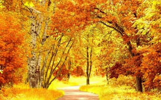 Картинка природа, желтый, дорожка, осень, красиво, деревья, лес