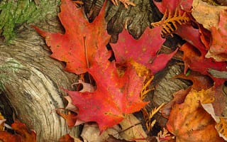 Обои природа, листья, дерево, осень