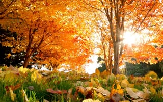 Картинка природа, деревья, осень, трава, листья, лучи, свет