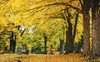 Картинка природа, листья, деревья, осень