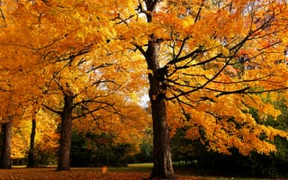 Картинка природа, парк, осень, деревья