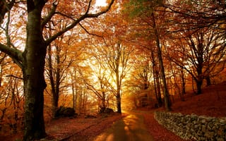 Картинка деревья, осень, дорога, пейзаж