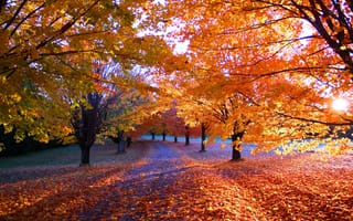 Картинка деревья, дорога, пейзаж, осень