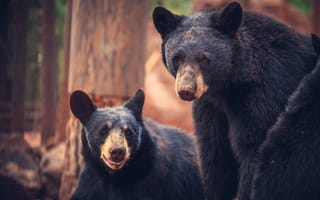 Картинка медведи, williams, bearizona wild animal park, arizona
