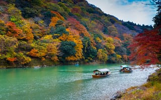 Обои деревья, japan, япония, префектура, река, осака, osaka, киото, осень, kyoto
