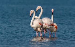 Картинка птицы, компания, фламинго