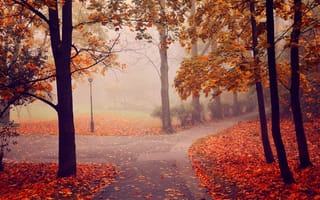 Картинка деревья, парк, туман, осень, пейзаж, дорога