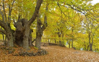 Обои природа, деревья, парк, осень